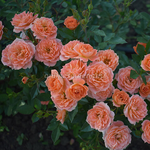 Роза миниатюрная Нинетта (С3,5)