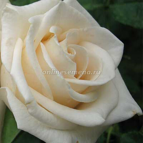 Роза флорибунда Ванила (С3,5)