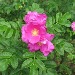 Роза морщинистая Рубра (С3)
