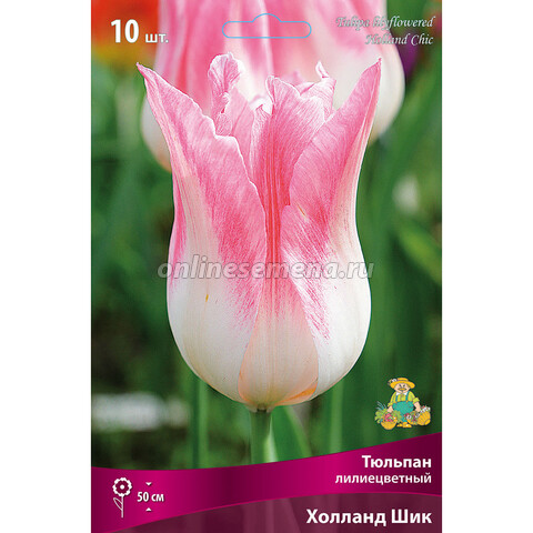 Тюльпан Лилиецветный Холланд Шик (10 шт.)