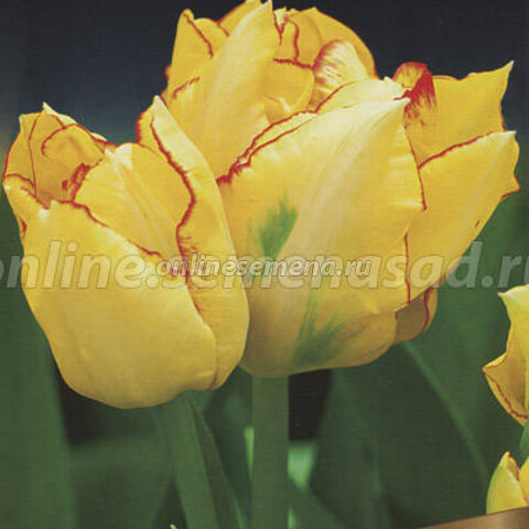 Тюльпан Многоцветковый Акилла* (10 шт.)
