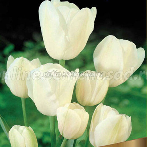 Тюльпан Многоцветковый Вайсе Берлинер* (5 шт.)