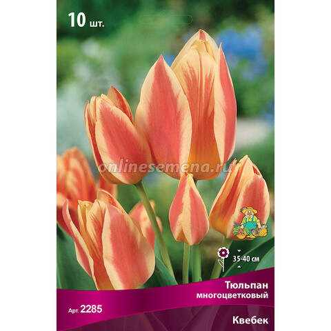 Тюльпан Многоцветковый Квебек (10 шт.)