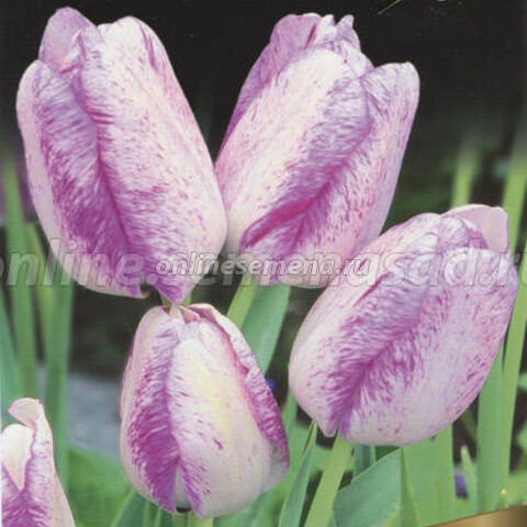 Тюльпан Многоцветковый Модерн Стайл* (10 шт.)