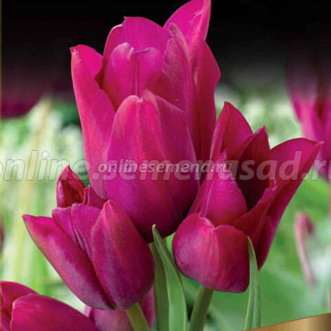 Тюльпан Многоцветковый Найт Клаб* (10 шт.)