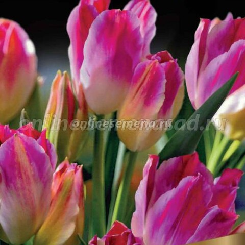 Тюльпан Многоцветковый Тендер Виспер* (10 шт.)
