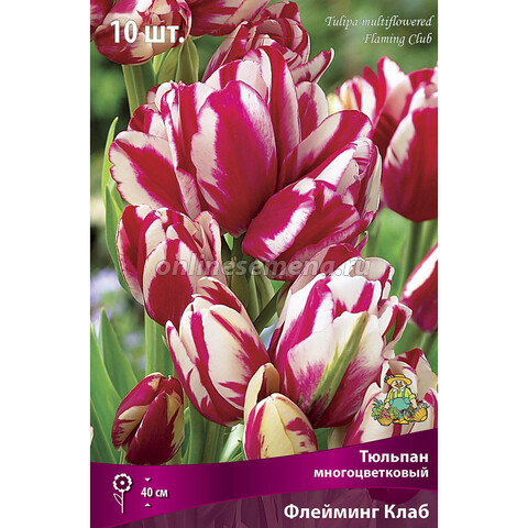Тюльпан Многоцветковый Флеминг Клаб* (10 шт.)