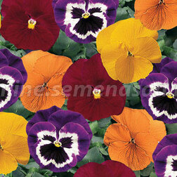 Виола крупноцветковая Дельта Микс (1уп-1000шт) профессиональные семена