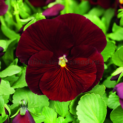Виола крупноцветковая Дельта Пьюр Ред (1уп-1000шт) профессиональные семена
