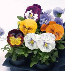 Виола крупноцветковая Кетс Микс (1уп-1000шт) профессиональные семена