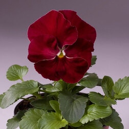 Виола крупноцветковая Селло Черри Роуз (1уп-1000шт) профессиональные семена