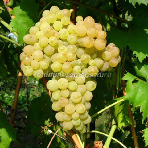 Саженцы плодового винограда Кишмиш №342
