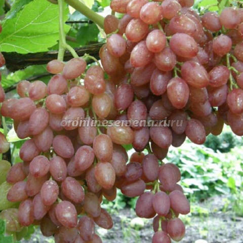 Саженцы плодового винограда Кишмиш лучистый