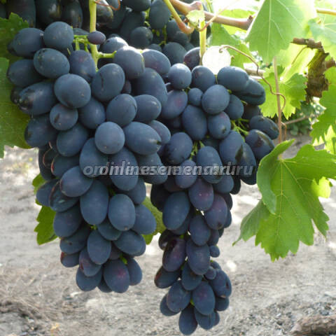 Саженцы плодового винограда Кодрянка