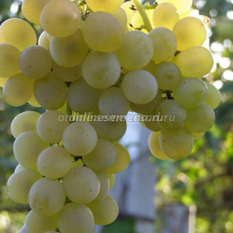 Саженцы плодового винограда Кристалл