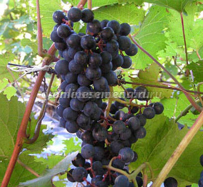 Виноград плодовый Голубок